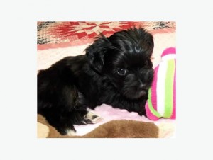 Teacup Yorkshire Poodle mix puppies