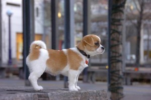 Charming Akc Registered English bulldog puppies for adoption