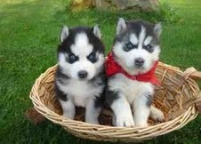 Adorable Siberian Huskies for adoption for a lovely Valentines text us know at (917) 410-0027