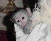white face Female baby Capuchin monkey for adoption
