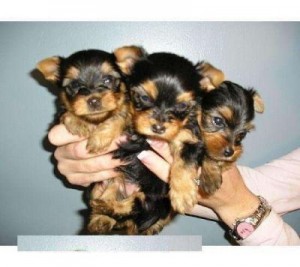 The perfect teacup Yorkies for your family