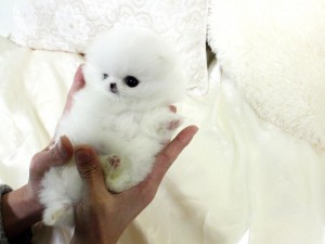 Healthy Teacup Pomeranian puppies for adoption