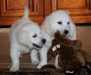 cute and lovely golden retriever puppies for adoption