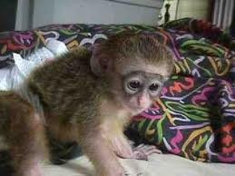 cute female capuchin monkey for adoption