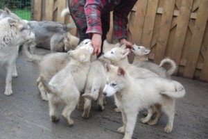 Purebred Siberian Husky puppies for sale
