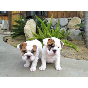 TWO Cute  English Bulldog Puppies For Adoption