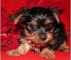 Purebred Yorkie Puppies