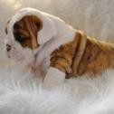 Extra Charming Male And Female English Bulldog Puppies