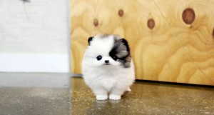 Adorable tinny toy Pomeranian puppies for adoption now.