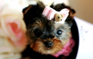 T-CUP YORKIES FOR SALE