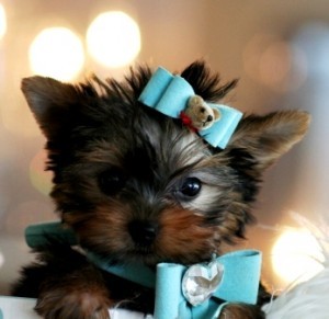 Male and Female Yorkshire Terrier Pups Ready For Adoption