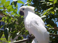 loving umbrella cockatoo for re-homing