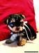 CKC Teacup Male and Female Yorkie Puppies for adoption
