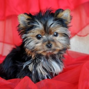 outstanding teacup yorkie puppies  for adoption