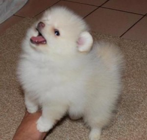 Tiny Teacup Pomeranian Puppies For Adoption