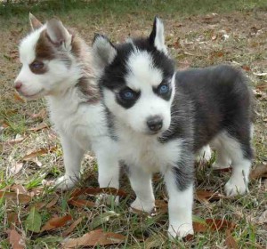 CUTE AND LOVELY HUSKY PUPPIES FOR ADOPTI0N (TXT ME