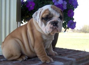 English Bulldog Puppies Ready