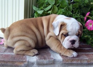 English Bulldog Puppies Ready