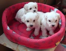 Excellent maltese puppies for you now.Text us at (339) 526-2699