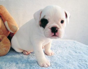 Cute English bulldog puppies