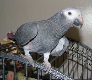 Talking African Gray Parrots for Adoption(202 688-8447)