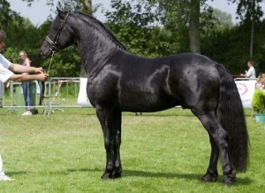 Friesian gelding available for sale