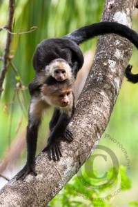 lovely white head capuchin monkey for e-homing