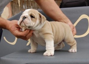 **Male and Female English Bulldog puppies for a lovely home text me at (702) 747-3852
