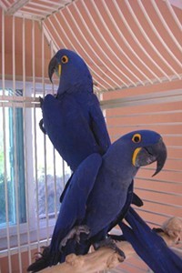Cute Pair Of Macaw Birds.Text me at (740) 394-0335