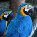 Blue macaw for Re-homing