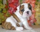 CHARMING VALANTENS  GIFT A MALE AND A FEMALE ENGLISH BULLDOG PUPPIES FOR YOUR KIDS