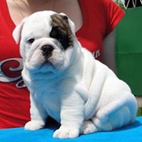???Affectionate Cute English Bulldog Puppies Available,Text us at (707) 216-7490 ???