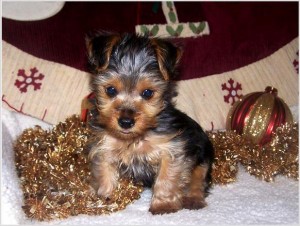 Akc Yorkie Puppies (registered)