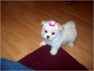 Beautiful Lovely Male And Female Maltese Puppies For Sale Now