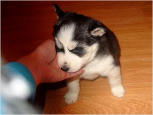 Puppies Pure Bred Siberian Husky Puppies with Pedigree + registrations