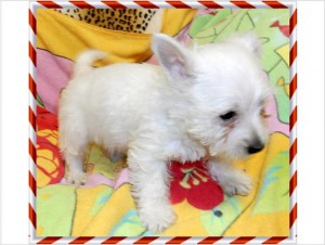 West Highland White Terrier Pups