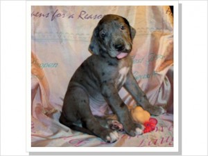 Beautiful Male Great Dane pups