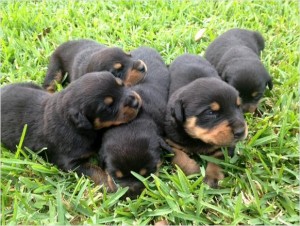 Gorgeous!!!! Reg Rottweiler Pups