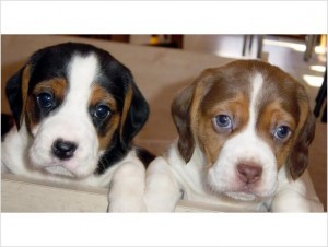 Registered Beagle Puppies For Sale