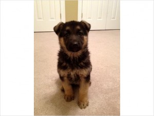 AKC German Shepherd Puppy -- Outstanding Pedigree!!