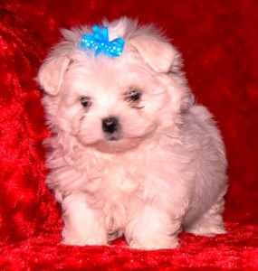 Lovely maltase Puppy Partner