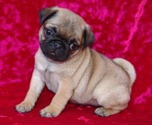 CHARMING VALANTENS  GIFT A MALE AND A FEMALE PUG PUPPIES FOR YOUR KIDS