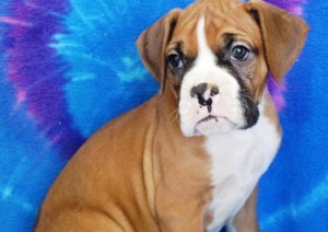 Lovely And Cute boxer Puppies