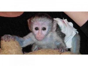 lovely DNA Registered male and fmale baby capuchin monkeys for adoption