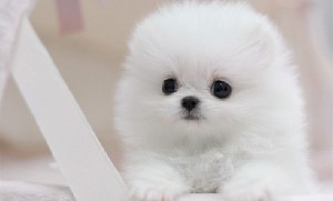 Little Micro Teacup Triple coat Bear Face Pomeranian For Sale
