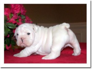 Healthy Two English Bulldog Puppies For adoption.