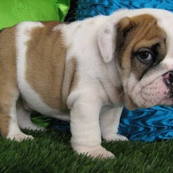 Charming English Bulldog Puppies Available For Adoption text us via 760) 730-6158