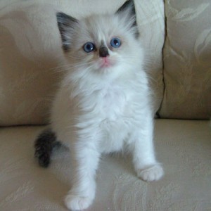 ADORABLE MALE AND FEMALE PERSIAN KITTENS FOR ADOPTION.