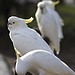 Umbrella  White Cockatoo male and female  for Adoption