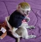 cute female capuchin monkey for adoption